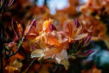 Beautiful orange Rhododendron blossoms in spring