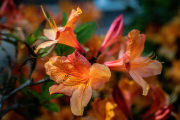 Beautiful orange Rhododendron blossoms in spring