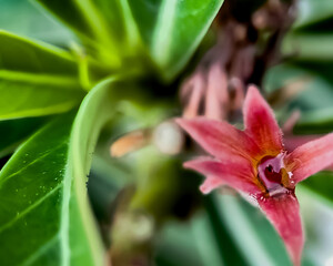 Canistropsis billbergioides is a relatively small growing bromeliad with long lasting inflorescences