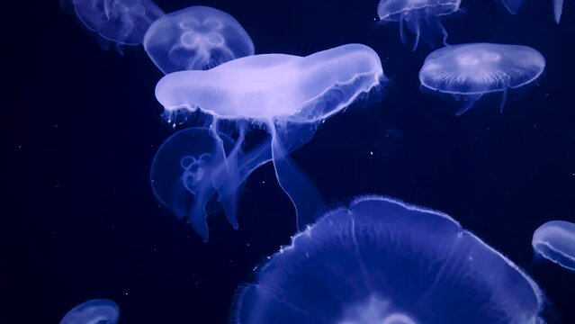 swarm group of big jellyfish illuminating in the dark deep water. Free-swimming marine animal with transparent tentacles slowly drifting. Close up underwater organic fish sea creatures aquarium shot.