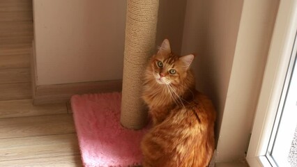 An orange cat sits by the window. mainecoon at home