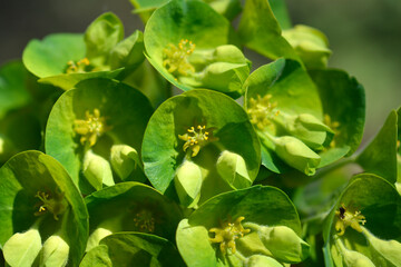 Obraz premium Wulfens spurge