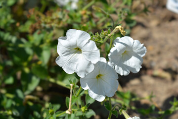 Large white petunia