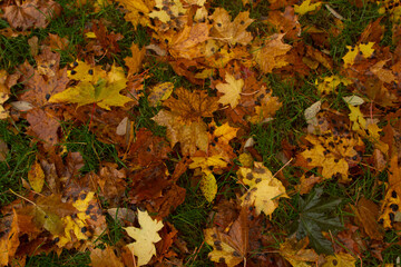 yellow maple leaves on the ground background