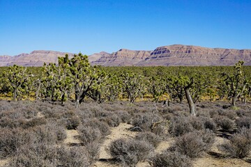 Beautiful landscape of Joshua trees and rocks in the background under a blue sky.