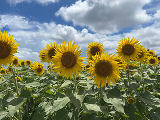 ひまわり畑。夏の風景。