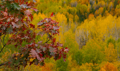 fall or autumn view of fall foliage on trees colored changing leaves in forest from look out view in Ontario yellows greens and reds of tree leaves horizontal format of fall scene on cottage country 