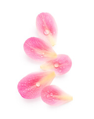 Petals isolated on white background
