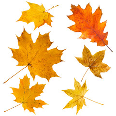 Set of colorful maple leaves on white.