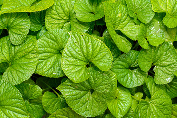 green leaves background