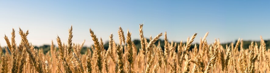 ears of wheat on a field