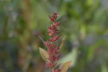 this is a wild plant growing in a field during the fall