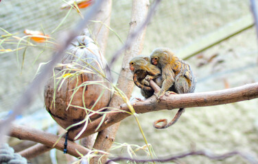 Marmosets sit on trees. Family of marmosets with a cub. Dwarf monkeys in the wild.