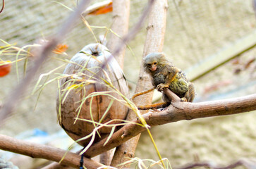 Marmosets sit on trees. Family of marmosets with a cub. Dwarf monkeys in the wild.
