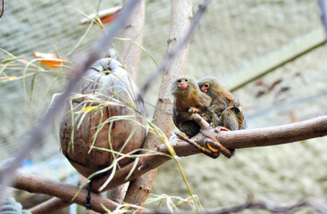 Marmosets sit on trees. Family of marmosets with a cub. Dwarf monkeys in the wild.