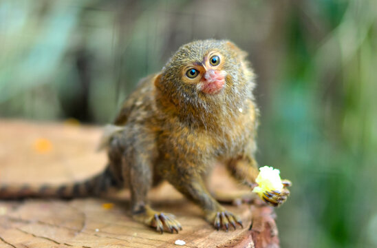 Marmosets sit on trees. Family of marmosets with a cub. Dwarf monkeys in the wild.