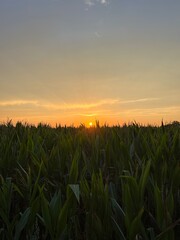 Green cornfield at the sunset time, orange sky