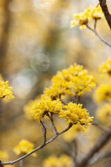 サンシュユの花４