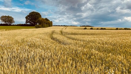 Golden wheat field under a cloudy sky in Luxembourg. A tractor trail in cereals leads to trees on the horizon. Concept of Agriculture, Rural, Crop, Harvest, Background © Arnaud
