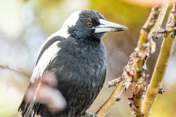 Australian Magpie in Western Australia