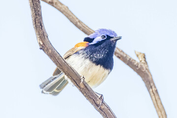 Blue-breasted Fairywren in Western Australia