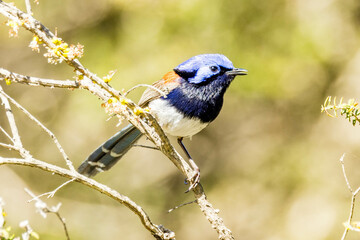 Blue-breasted Fairywren in Western Australia