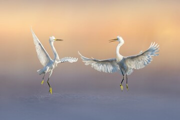 Two great egret flying on the air with blurred background