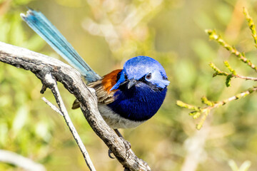 Blue-breasted Fairywren in Western Australia