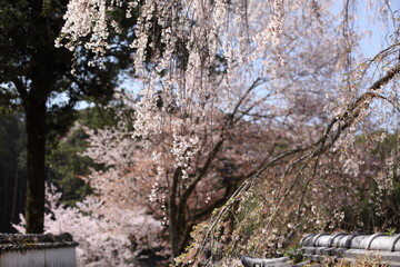 寺院の門前の桜