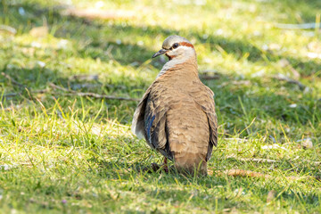 Brush Bronzewing in Western Australia