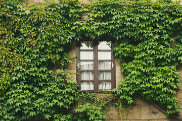 Ventana rodeada de hiedra.