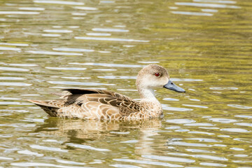Grey Teal in Western Australia
