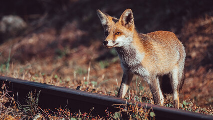 Portrait of a fox. Animal face