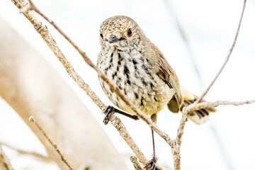 Inland Thornbill in Western Australia