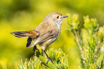 Inland Thornbill in Western Australia