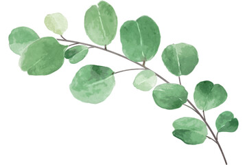 Fototapeta na wymiar Eucalyptus Leaf Watercolor Style
