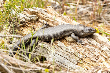 King's Skink in Western Australia
