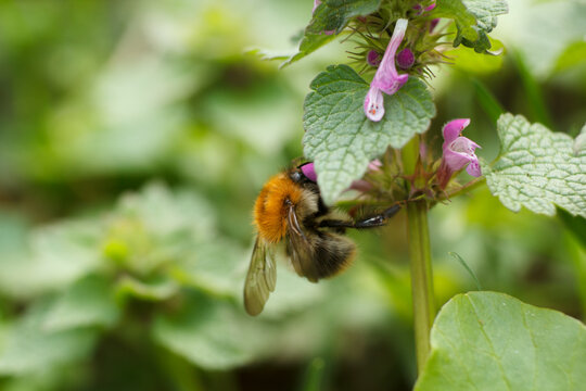 A bumblebee sits on a plant in the park