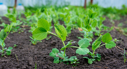 Green shoots of peas in the garden. Vegetable pea in the field. Cultivation