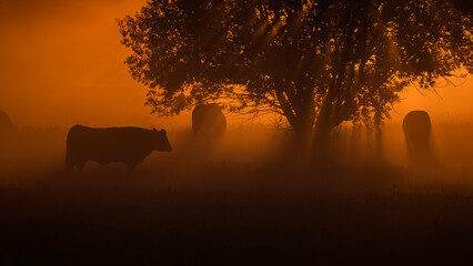SUNRISE - A herd of cows stands in the pasture under the trees
