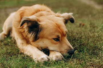 Walking with the dog in the park in the evening.