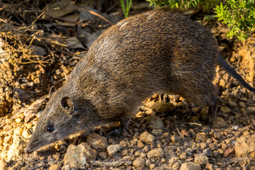 Obraz premium Quenda or Southwestern Brown Bandicoot in Western Australia