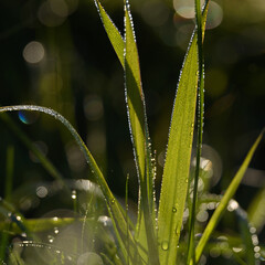 DEW - Delicate drops on green grass of the meadow