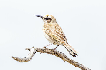Tawny-crowned Honeyeater in Western Australia