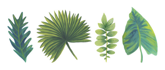 Leaves of tropical plants. Hand-drawn. Gouache