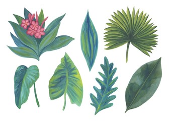 Fototapeta na wymiar Collection of tropical leaves and plants. Hand-drawn. Gouache