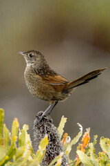 Western Bristlebird in Western Australia