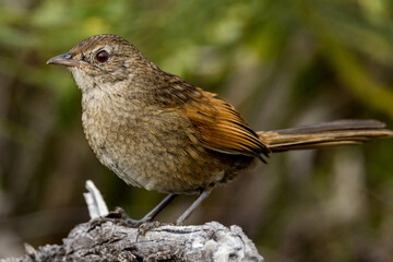 Western Bristlebird in Western Australia