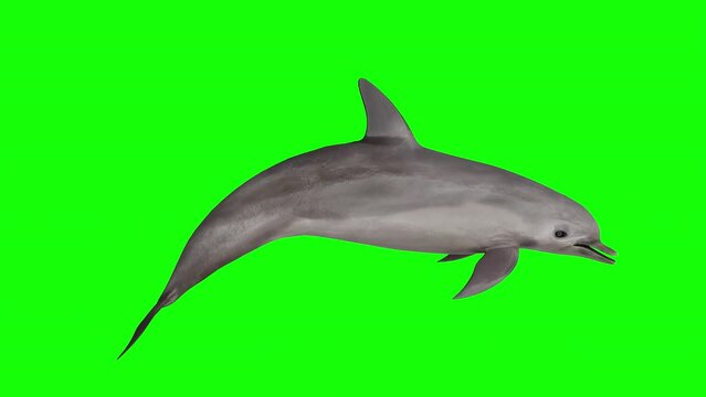 a dolphin isolated on green background. a 3d animation of a dolphin