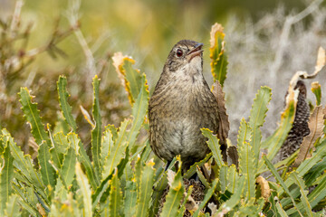 Western Bristlebird in Western Australia